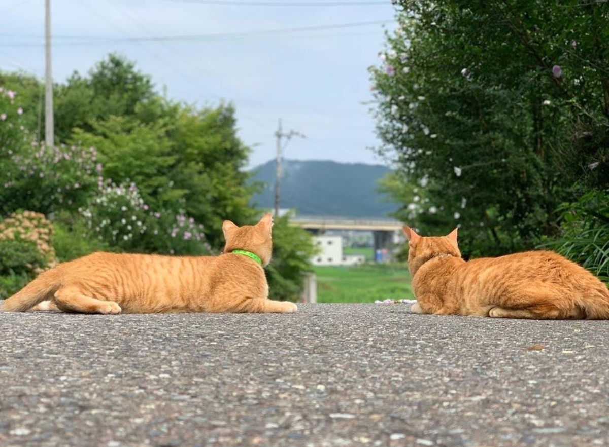 f:id:koteao:20191229085315j:plain