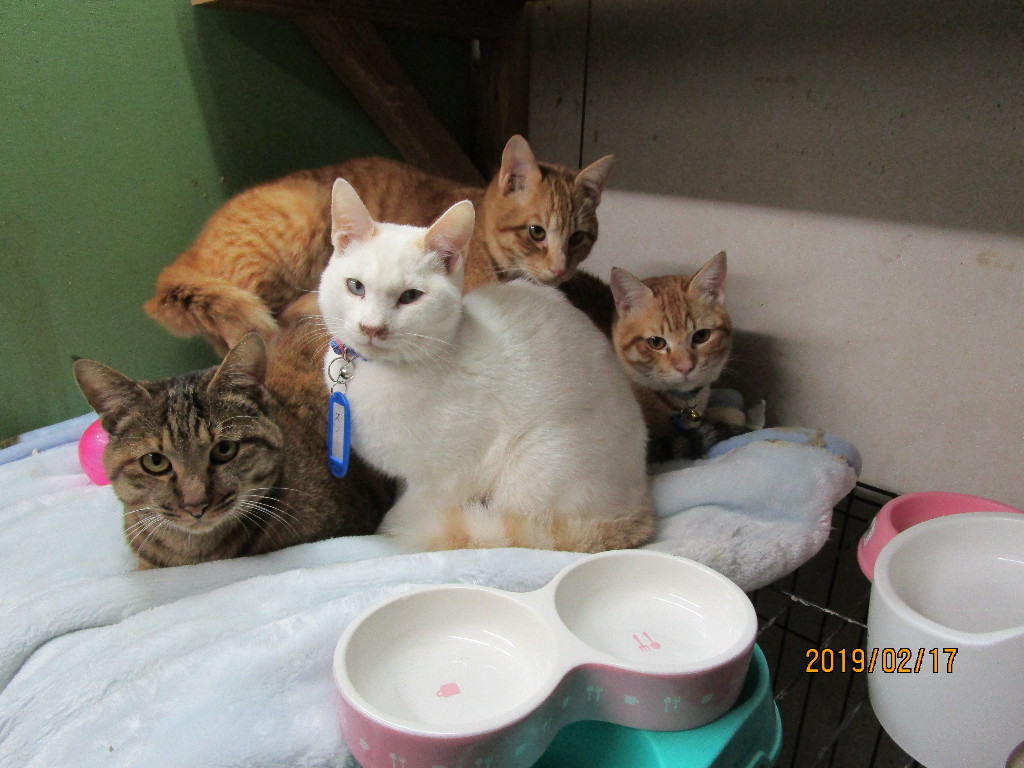 f:id:koteao:20191229090250j:plain