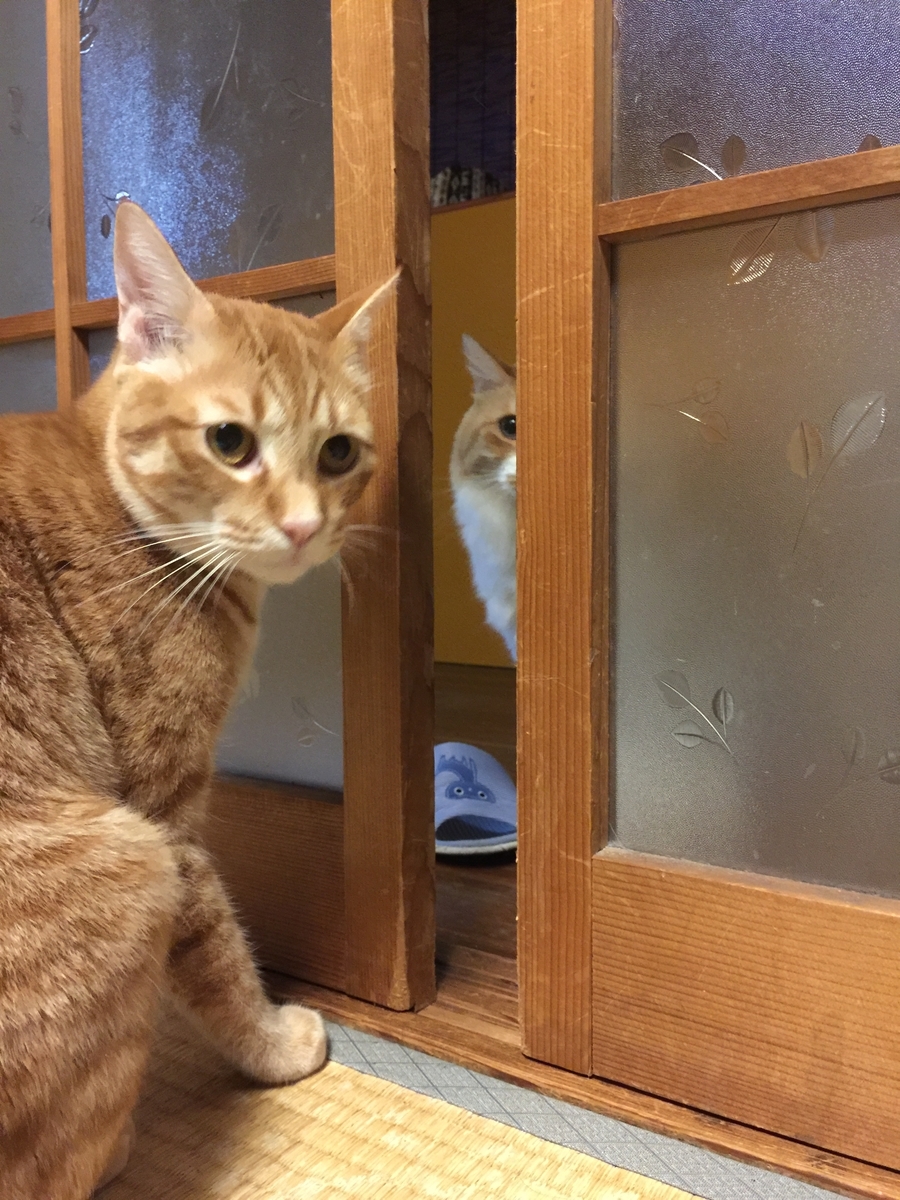 f:id:koteao:20191229090719j:plain