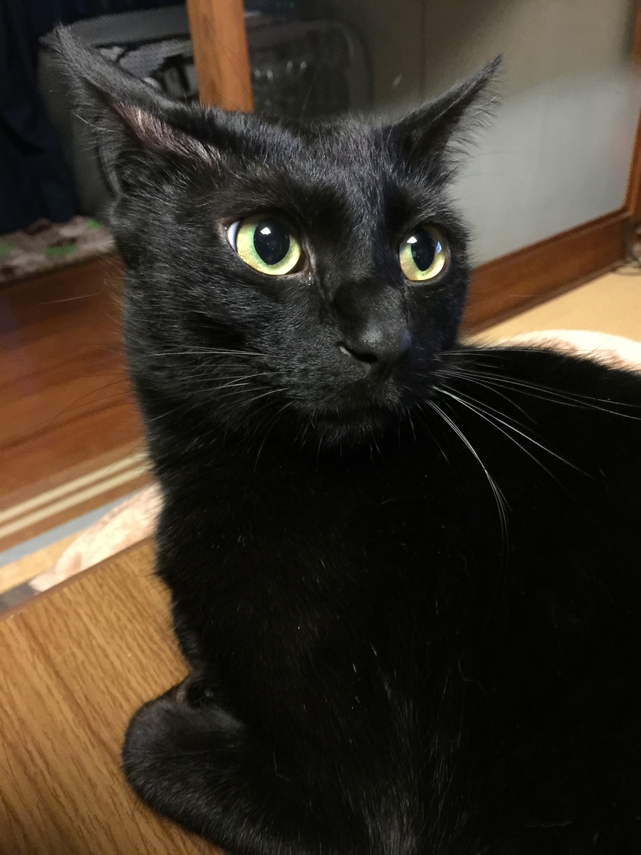 f:id:koteao:20191229091215j:plain