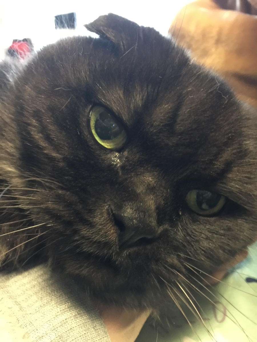 f:id:koteao:20191229091620j:plain