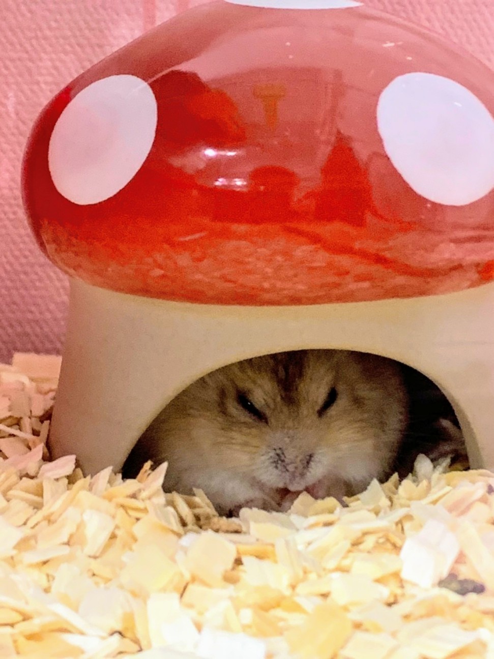 プディングジャンガリアンハムスターの飼育方法 注意点 完全 𝕂𝕠𝕥𝕖ℂ𝕙𝕒 目線