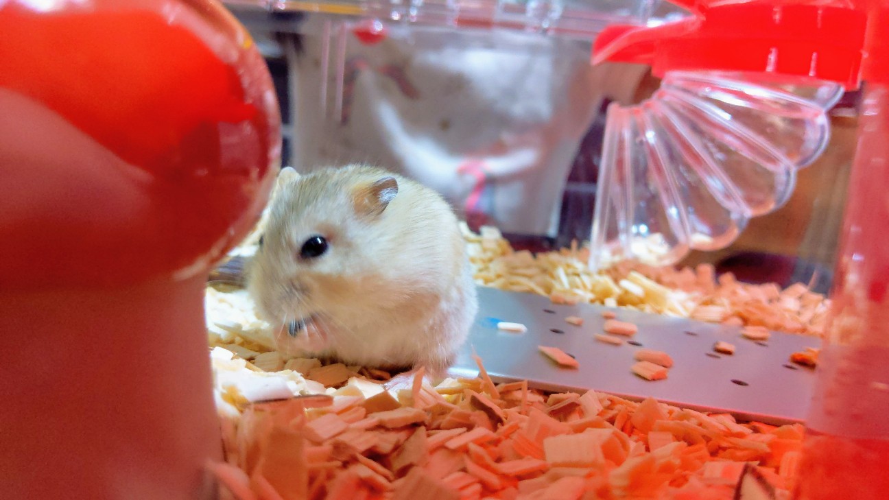 プディングジャンガリアンハムスターの飼育方法 注意点 完全 𝕂𝕠𝕥𝕖ℂ𝕙𝕒 目線