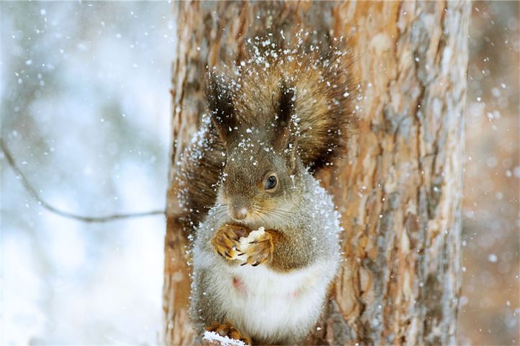 f:id:koteigainen:20200112111857j:image