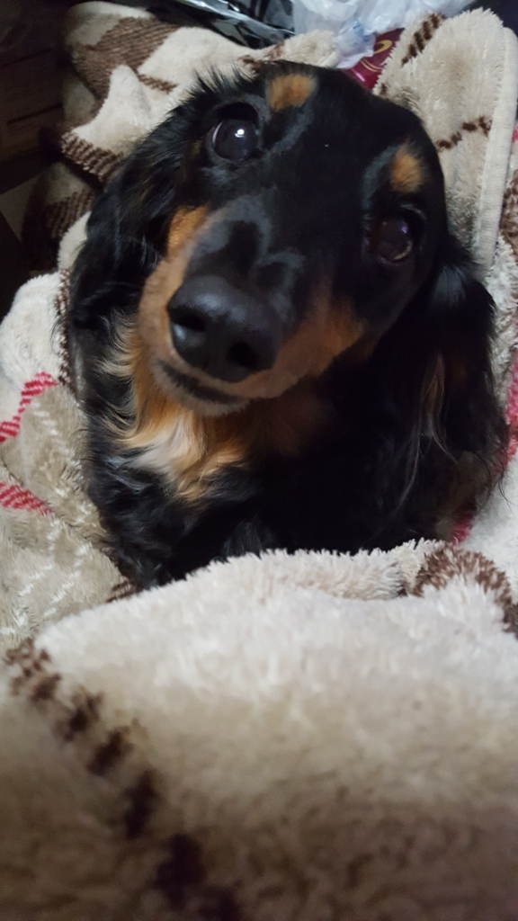 f:id:kotiako1030:20171013183757j:plain