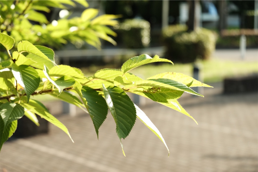 f:id:kotikena:20210718174301j:image f:id:kotikena:20210718174301j:image