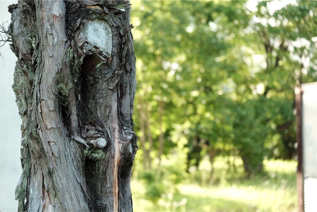 f:id:kotikena:20210718174317j:image f:id:kotikena:20210718174317j:image