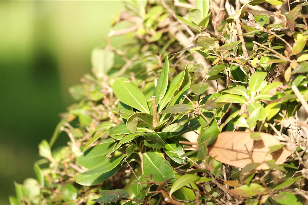 f:id:kotikena:20210718174325j:image f:id:kotikena:20210718174325j:image