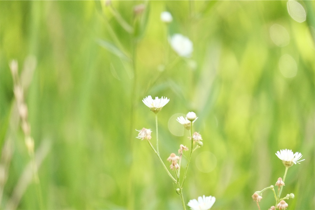 f:id:kotikena:20210718174348j:image f:id:kotikena:20210718174348j:image