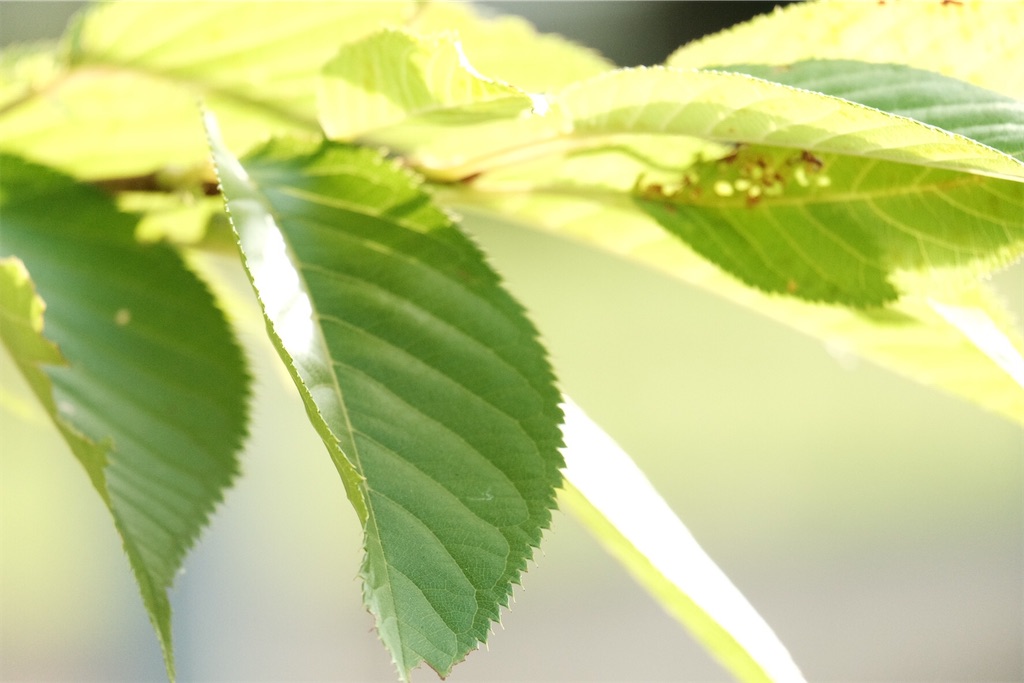 f:id:kotikena:20210718174351j:image f:id:kotikena:20210718174351j:image