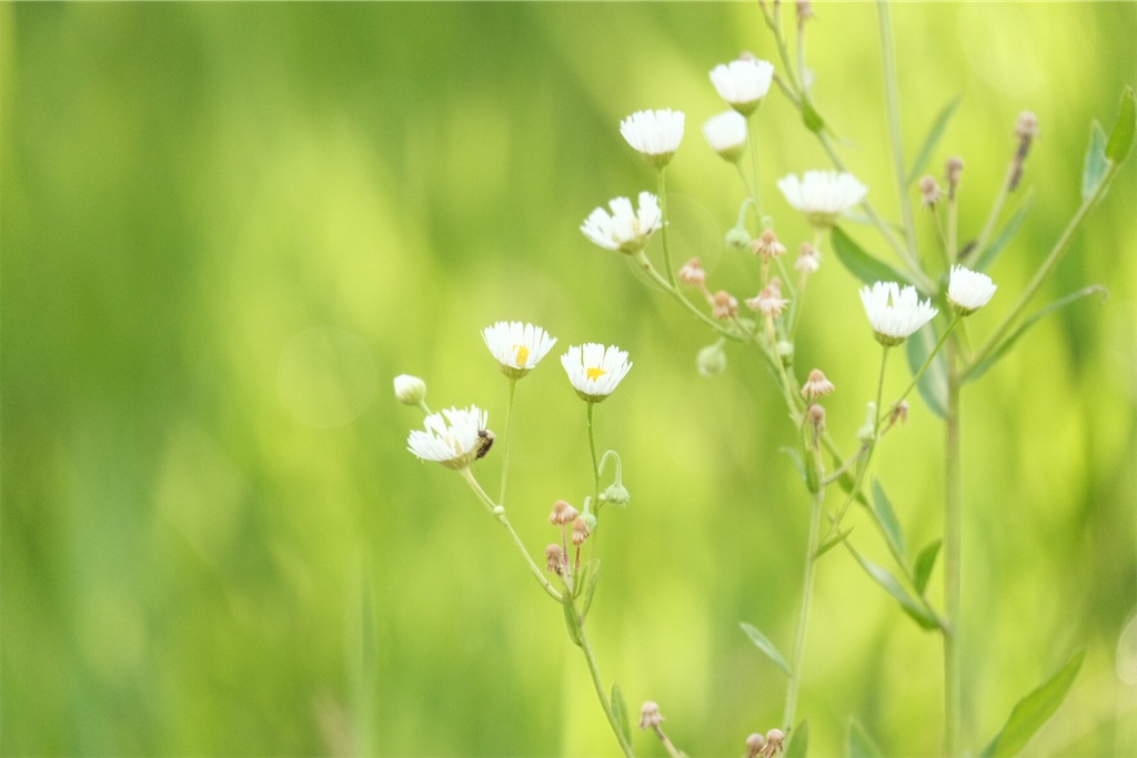 f:id:kotikena:20210718174355j:image f:id:kotikena:20210718174355j:image