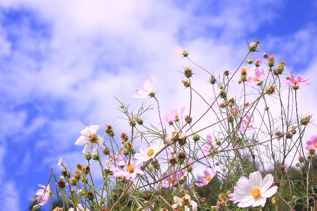 f:id:kotimutiko:20210813092050j:image f:id:kotimutiko:20210813092050j:image