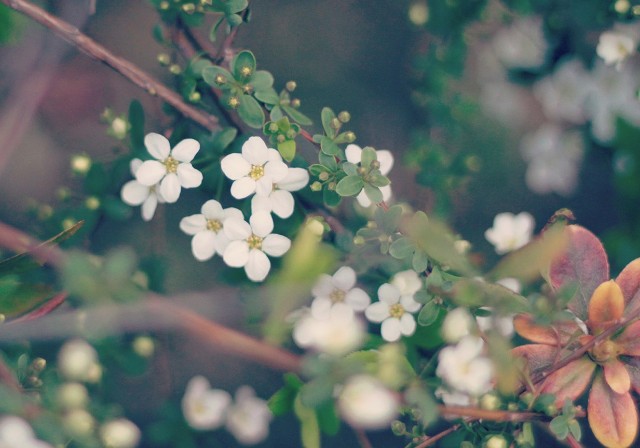 f:id:kotimutiko:20210918061404j:image