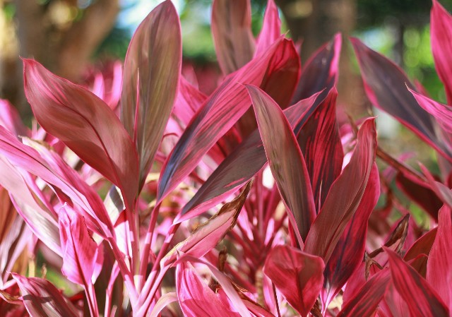 f:id:kotimutiko:20211027052807j:plain