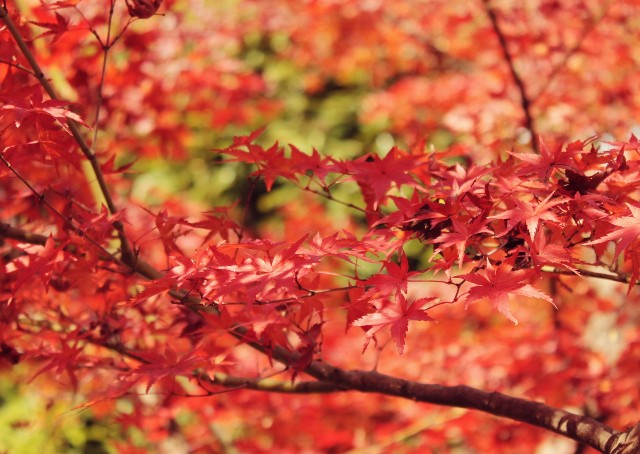 f:id:kotimutiko:20211107111957j:image f:id:kotimutiko:20211107111957j:image