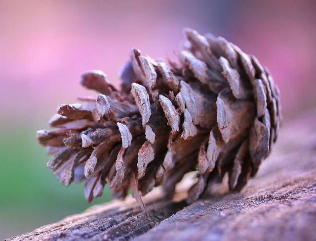 f:id:kotimutiko:20211112055249j:image