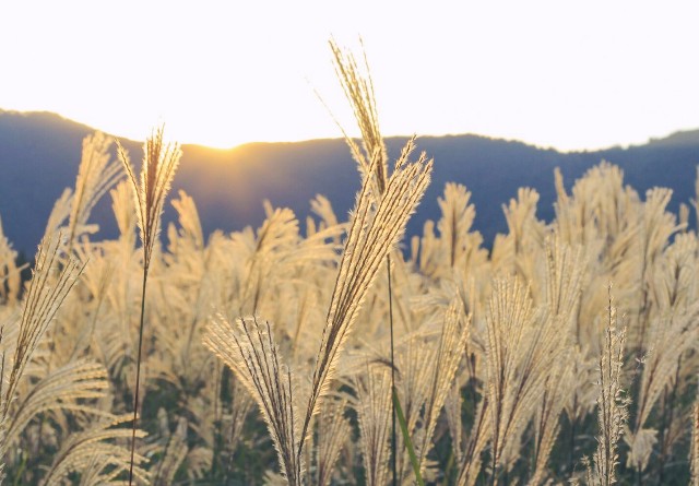 f:id:kotimutiko:20221030191235j:image f:id:kotimutiko:20221030191235j:image