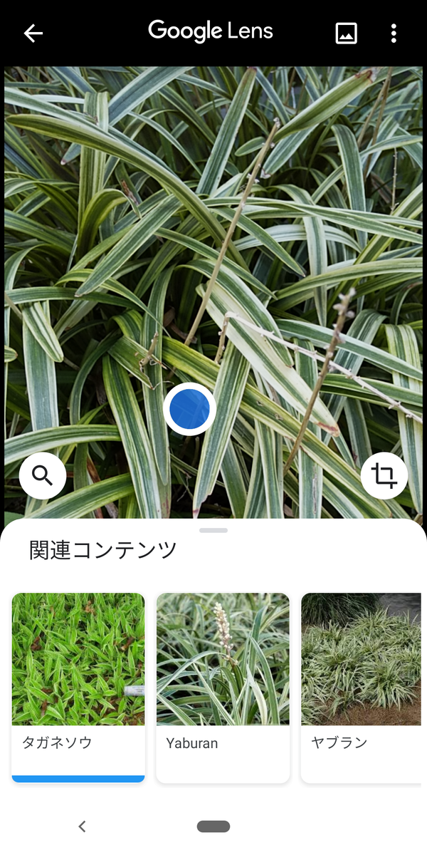 f:id:kotiqsai:20200514192316p:plain