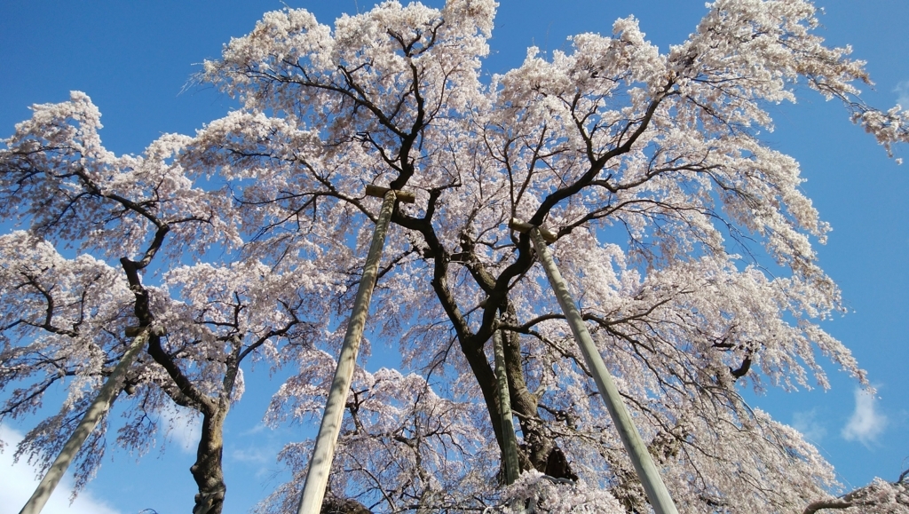 (Last minutes) Miharu Takizakura, the single most beautiful cherry tree ...
