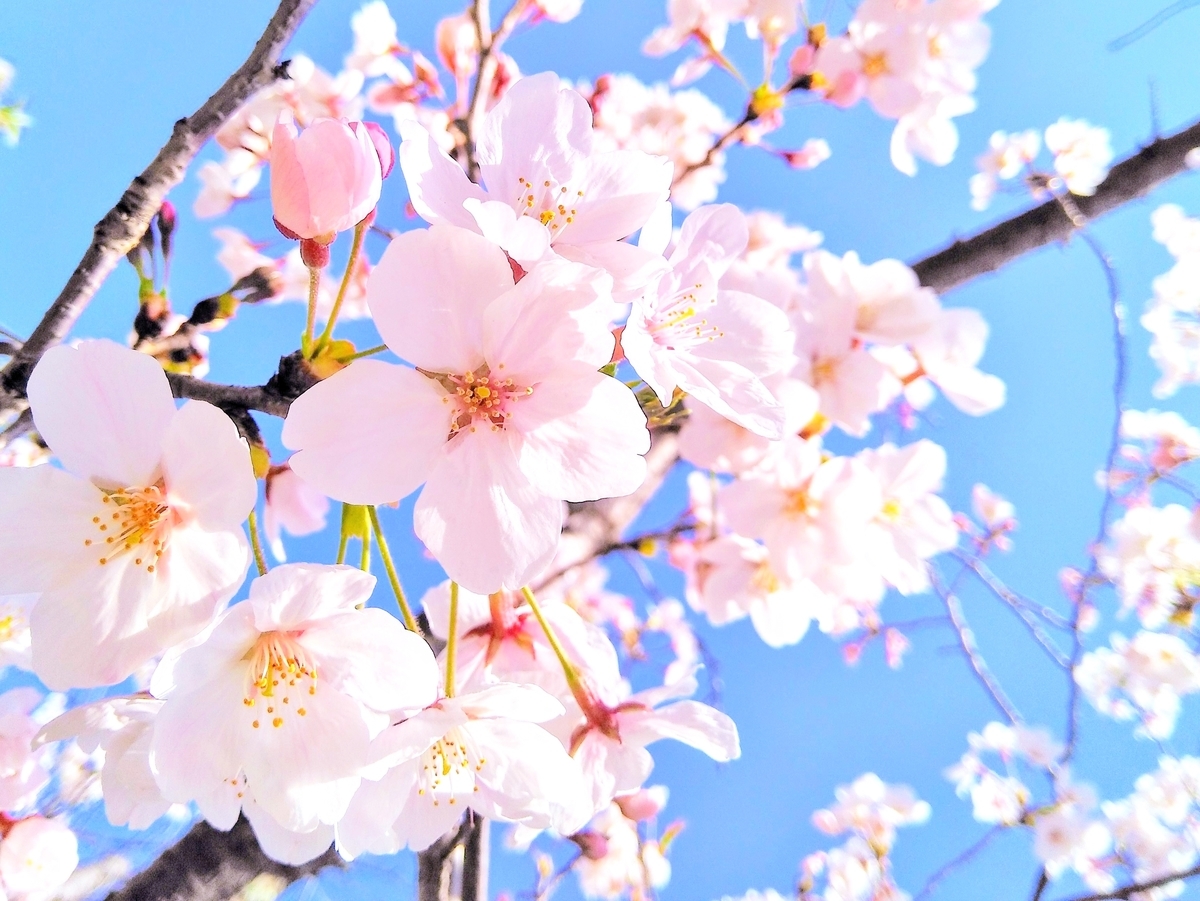 f:id:koto_kimono:20210323092003j:plain