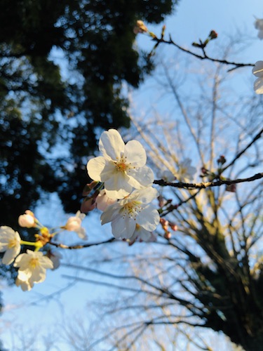 f:id:koto_no_ha_writing:20200320210832j:plain