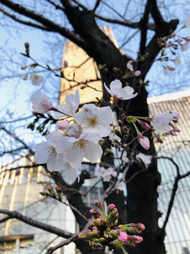 f:id:koto_no_ha_writing:20200320210836j:plain