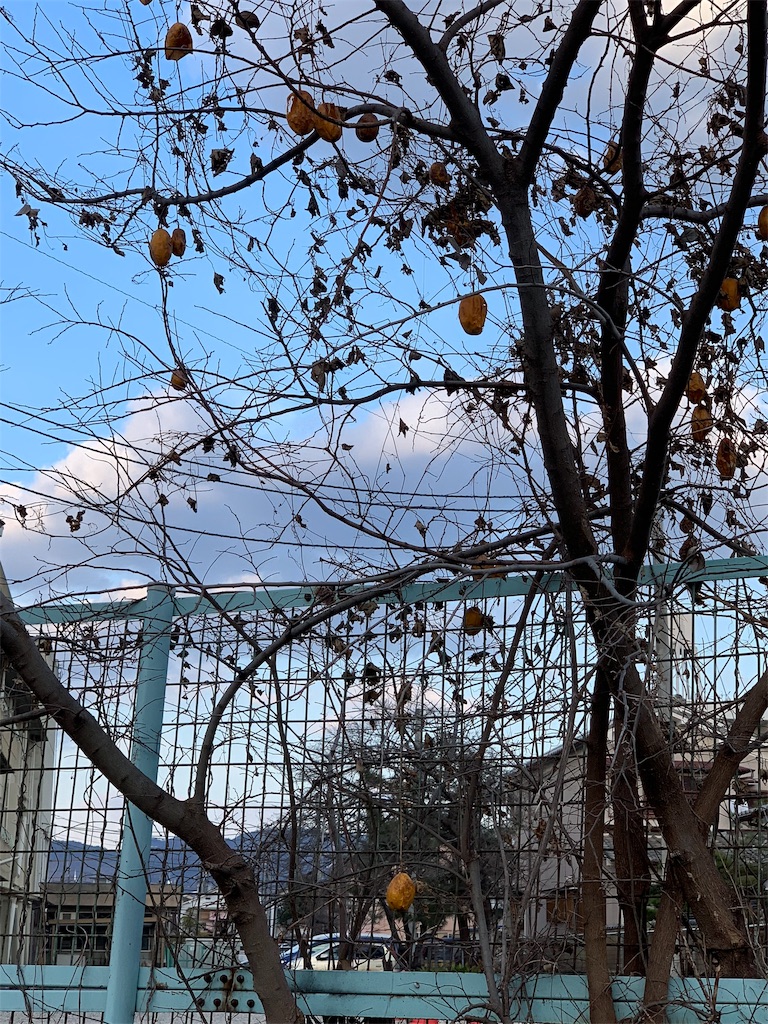 f:id:koto_oppo:20190224152432j:image