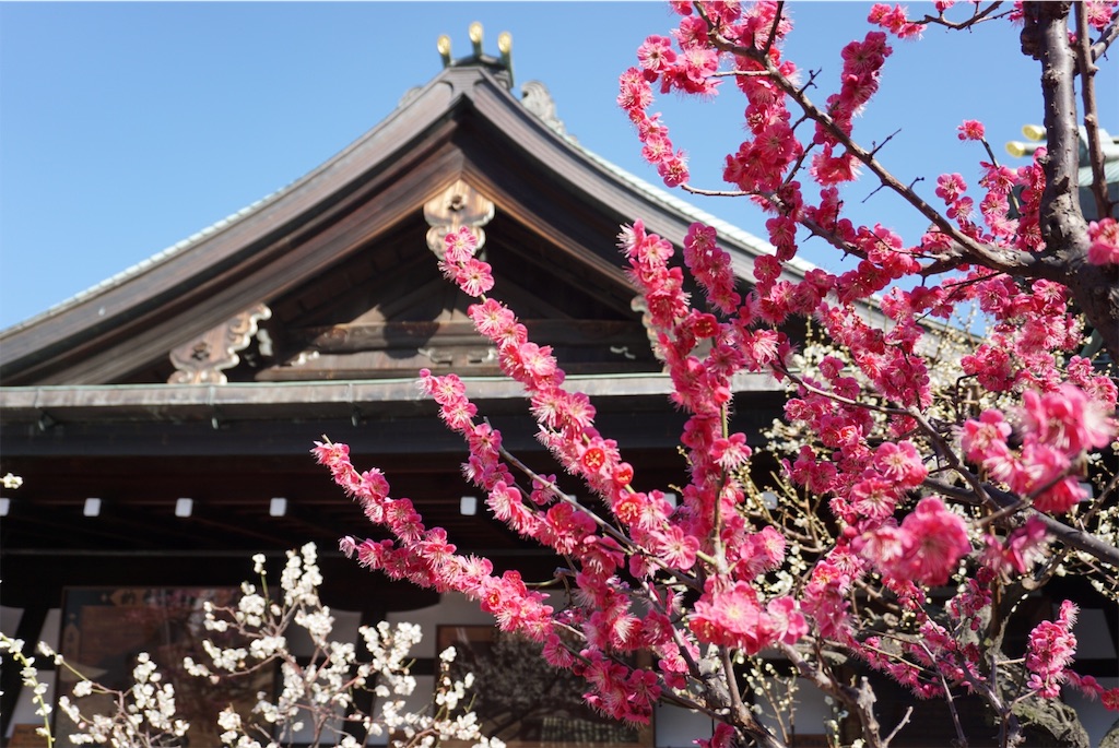 f:id:koto_oppo:20190301090107j:image