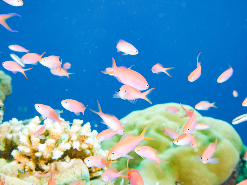 お魚 魚 熱帯魚