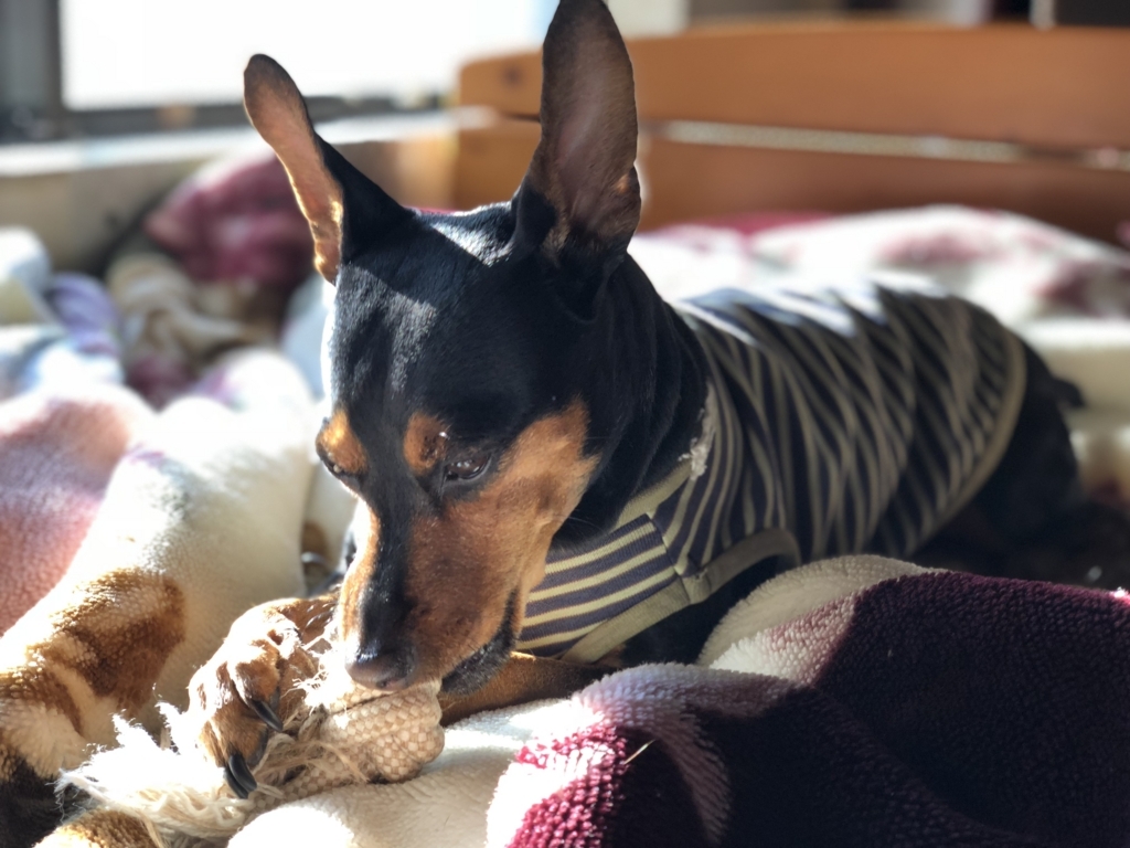 f:id:kotobalover:20171231195250j:plain