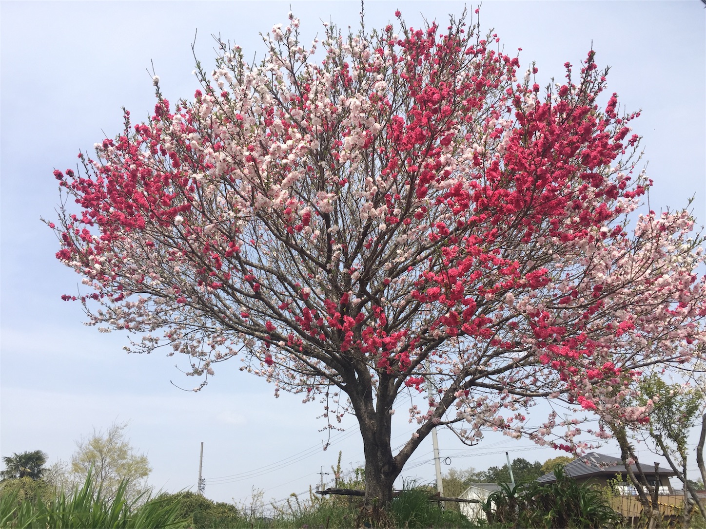f:id:kotobuki-history:20180401212536j:image f:id:kotobuki-history:20180401212536j:image