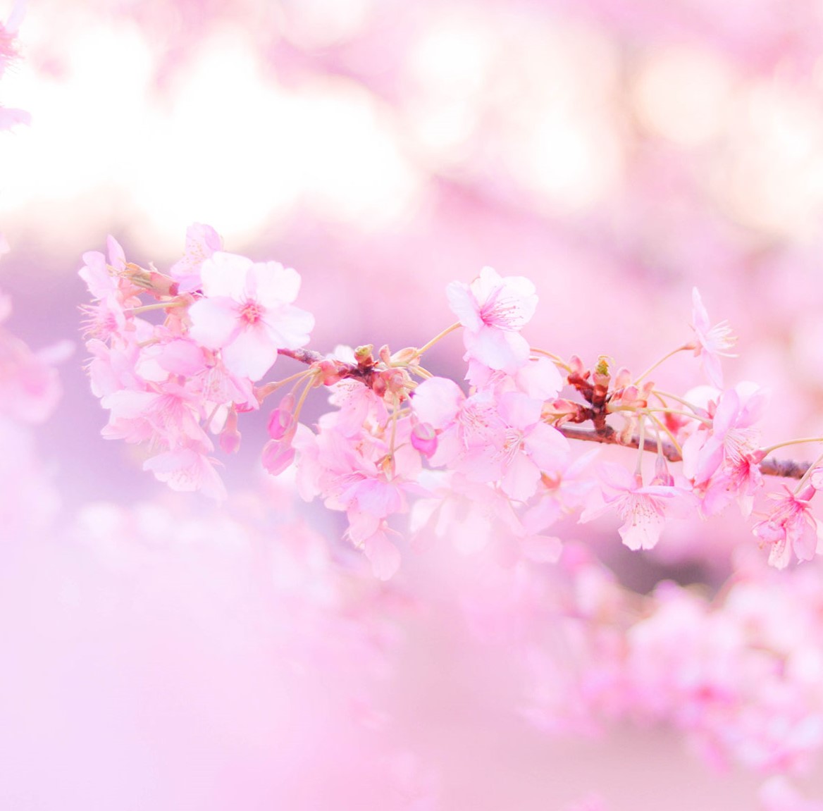 f:id:kotodamaa:20200516005029j:plain