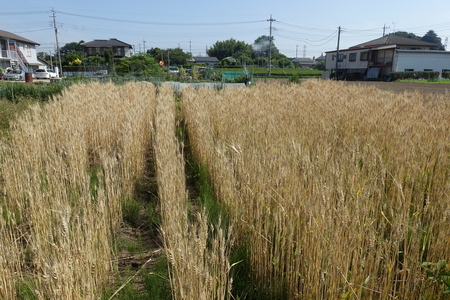 f:id:kotofune:20180605084316j:image