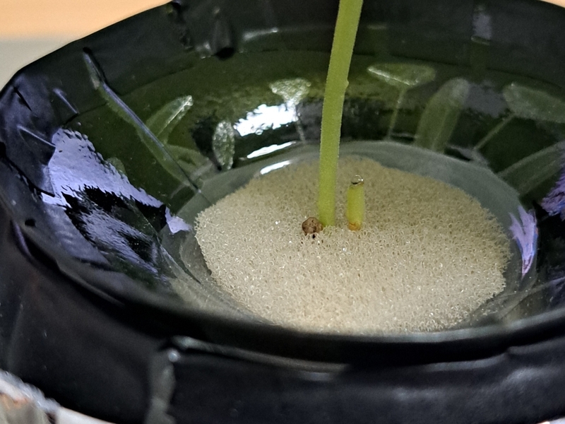 間引き後のエゴマの苗