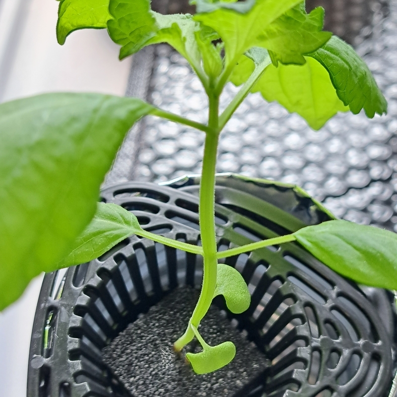間引きから1日ちょっと経過した青しその茎