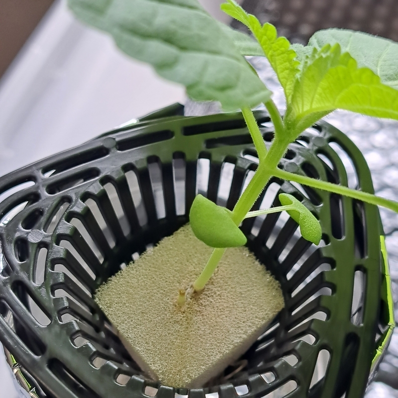 間引きから1日ちょっと経過したエゴマの茎