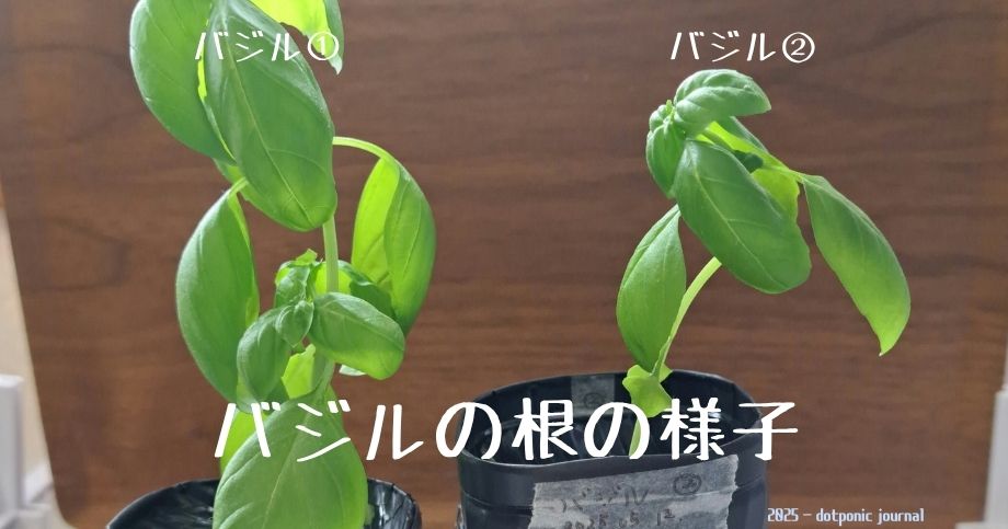 バジルの葉の様子の写真
