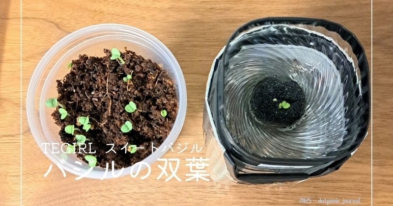 双葉が開き始めたバジルの写真