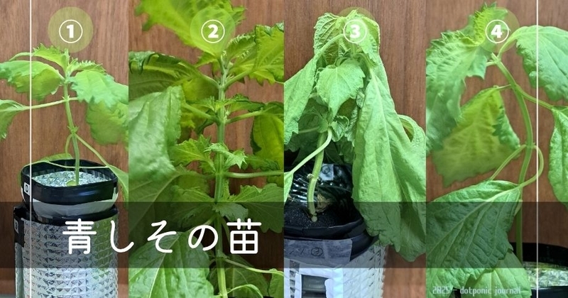 青しその苗の写真