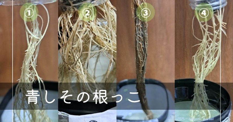 青しその根っこの写真