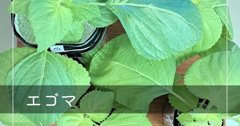 エゴマ俯瞰の写真