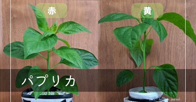 パプリカの苗の写真