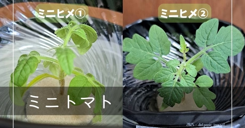 ミニトマト（ミニヒメ）の写真