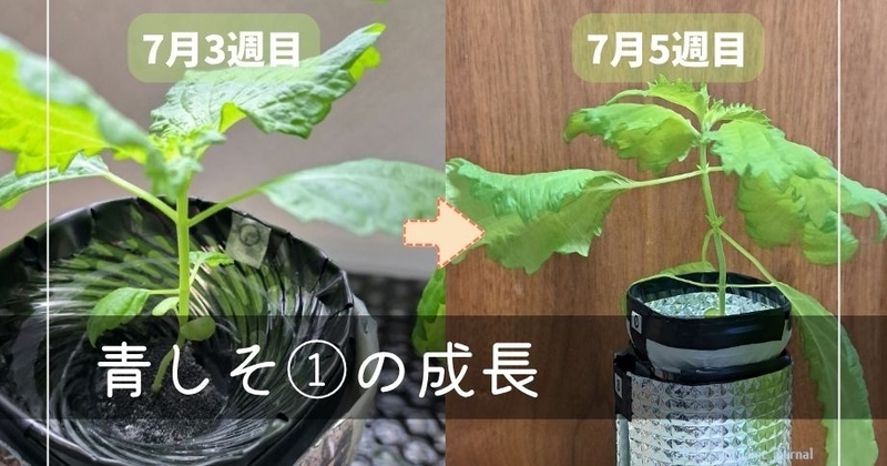 青しその写真
