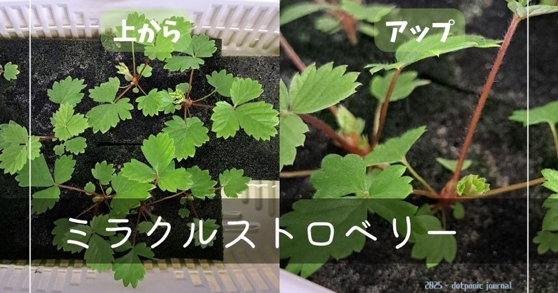 恋のミラクルストロベリーの写真