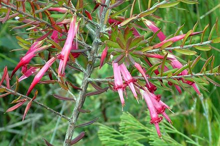 f:id:kotokotoba:20210903183540p:plain