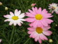 20100401033235