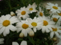 20100401033348