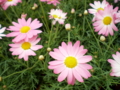20100401033654