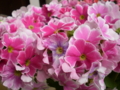 20100401033736
